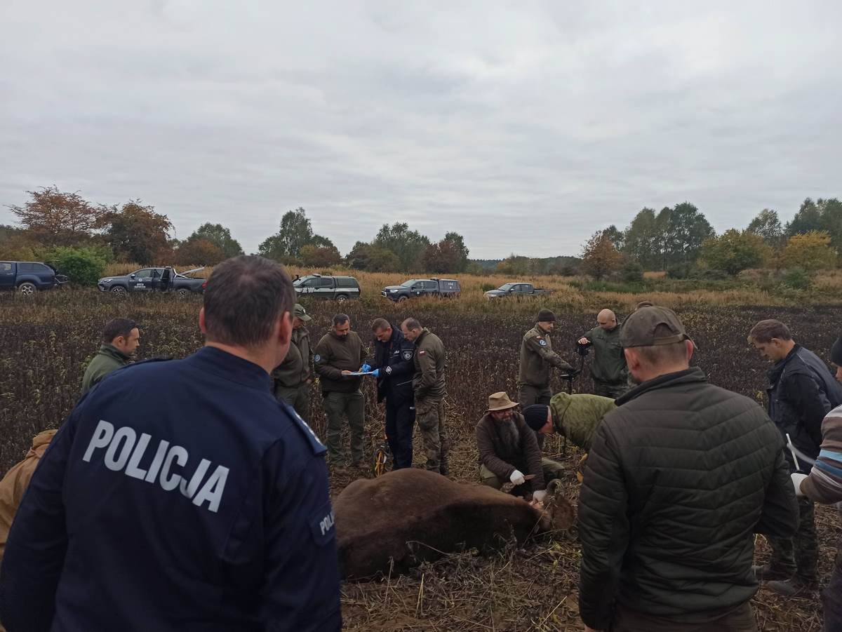 W naszym regionie tylko w ostatnich 30 dniach życie straciło 8 żubrów 